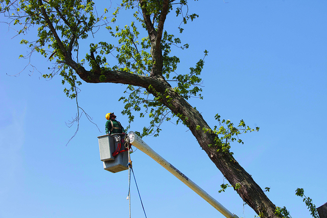 A village work crew take down the tree on Third Street in Greenport in 2012. (Credit: Katharine Schroeder)