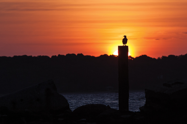 KATHARINE SCHROEDER PHOTOAn osprey watches the sun rise at the waterfront in New Suffolk.