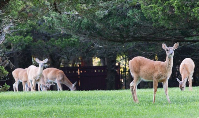 White-tailed deer grazing in Southold Tuesday. Supervisor Scott Russell has called reducing the local deer population the town's number one priority.  (Credit: Katharine Schreoder)