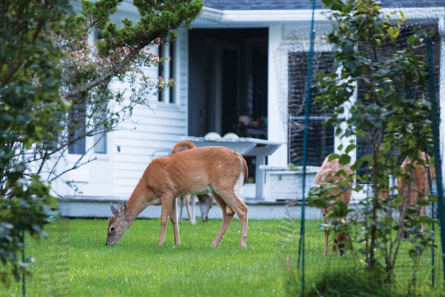 White-tailed deer grazing in Southold Tuesday. (Credit: Katharine Schroeder)