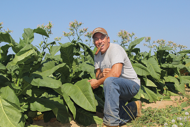 Michael Chuisano of Orient Point said his broadleaf tobacco should be ripe for picking within the next two weeks. After the leaves are hung in a barn to dry for eight t weeks, they will be sold to a buyer for distribution. (Credit: Carrie Miller)