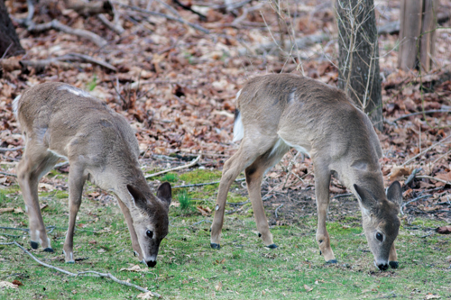 Two deer grazing behind a Cutchogue home on Tuesday. Lawmakers hope looser setback regulations will help manage deer populations. (Credit: Katharine Schroeder photo)