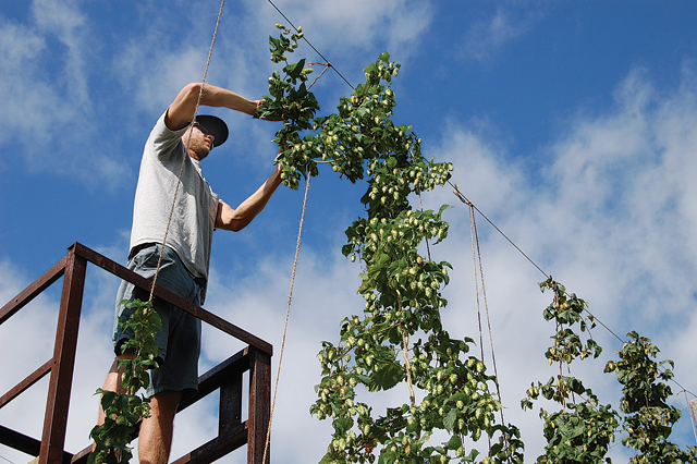 Andrew Tralka harvests hops at Farm to pint in Peconic. (Credit: Vera Chinese)