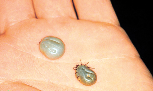 Engorged ticks. (Courtesy photo from the University of Nebraska)
