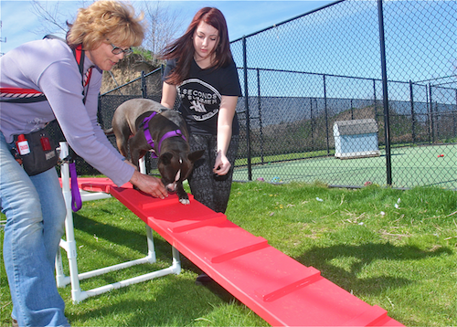 Trainer Gina Lepine  and Maddalena Mineo, 17, places treats on the agility plank to encourage Coco, 2 1/2, to walk down the incline Thursday afternoon. (Credit: Barbaraellen Koch) 