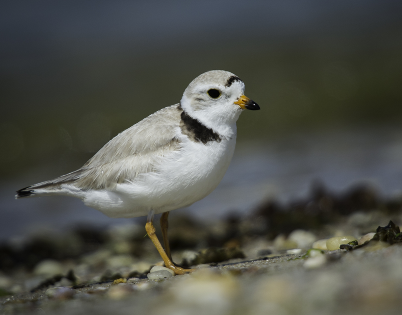 Piping plovers, like this one, were at the center of a heated threat to one environmentalist. (Credit: Tom Reichart, file)