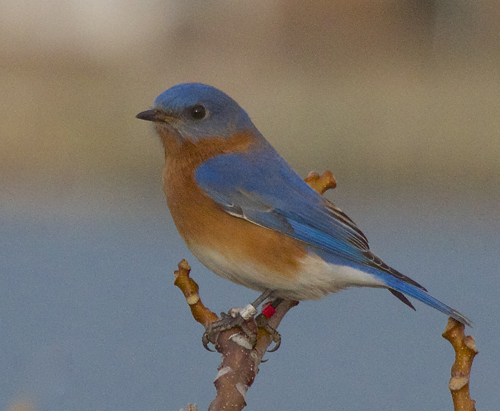 Eastern bluebirds were near extinction in the 1970s. The population on Shelter Island has increased by over 300 percent in the past 12 years. (Credit: courtesy)