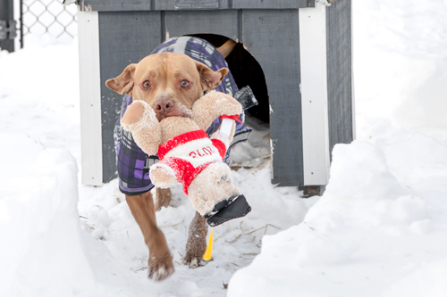 Chester shown with a toy after a snow storm this winter. (Credit: Katharine Schroeder)