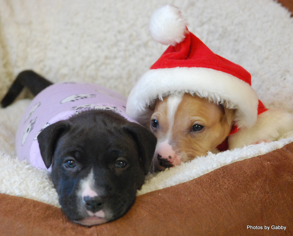 Cricket (left) and Ralphie before being adopted. (Credit: Gabby Glantzman)