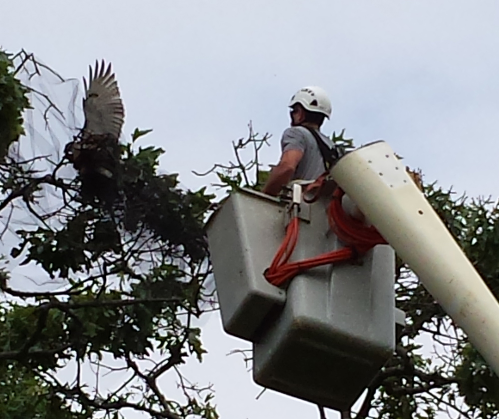 Jonathan Shipman going up to free the hawk Sunday afternoon. (Credit: John Zurawski, courtesy)