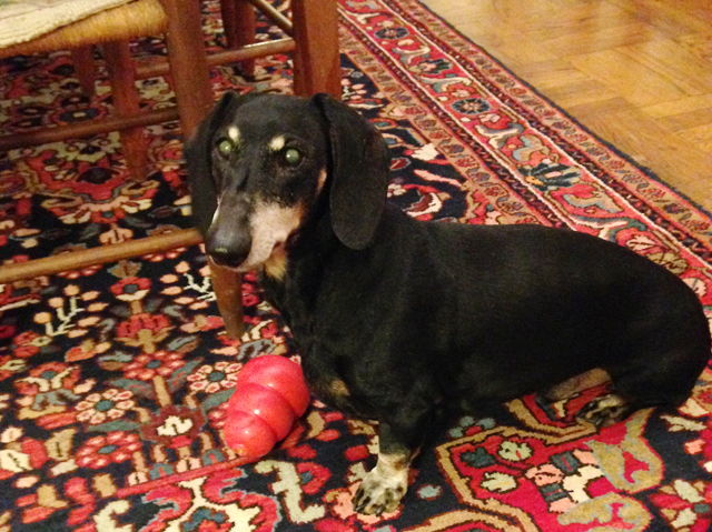 Hudson, a 12-year-old dachshund, died last April. (Credit: Charity Robey)