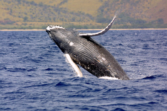 humpbackwhale_noaa_NOAA: Lookout for humpback whales in the Long Island Soundlarge