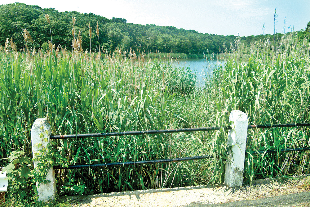 A view of Marion Lake before restoration work started in 2006. (Credit: Judy Ahrens, file) 