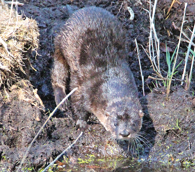 Photo caption: A river otter was spotted at Marion Lake in East Marion.  (Carolyn Bunn photo)