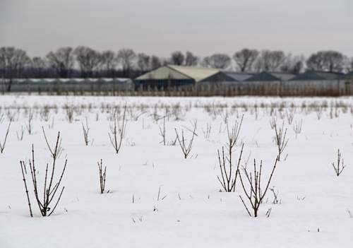 Growth at some of the Sound Avenue farms can be seen through the snow. (Carrie Miller Photo) 