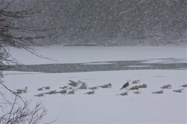 Birds hunkered down on the Peconic River in Grangebel Park Friday morning. (Credit: Barbaraellen Koch)
