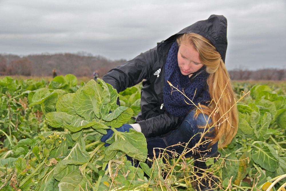 Megan Van Bourgondien, 17, gathering produce.