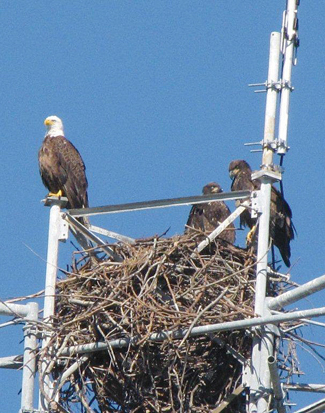 Eagles have bounced back since the ban on the use of DDT proved so effective, and they're now off the endangered species list.