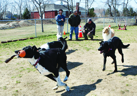 Several dozen dogs of all shapes and sizes enjoyed an afternoon of 'Spring Games' Saturday at the Southold Dog Park. The event was the first in a series of dog park parties scheduled for Saturdays between 1 and 3 p.m. at the park, behind the town recreation center in Peconic.